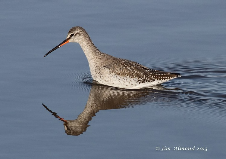 Spotted Redshank thigh deep reflection Titchwell 2 3 13 IMG_4713